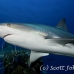 shark_caribbean_bc1_jar_h_0161_cub1908.jpg